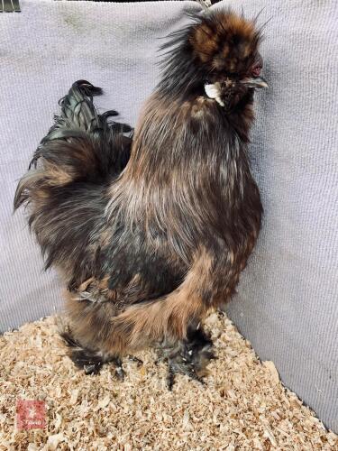 BLACK BEARDED SILKIE COCKEREL