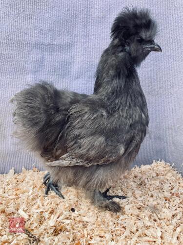 BLACK BEARDED SILKIE PULLET