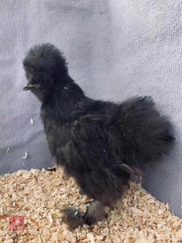 BLACK BEARDED SILKIE PULLET