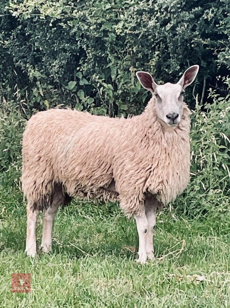 2 BLUE FACE LEICESTER X ROUGE EWE LAMBS BIDS PER LIFE