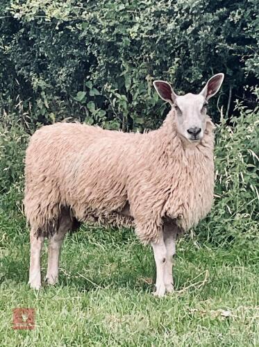 2 BLUE FACE LEICESTER X ROUGE EWE LAMBS BIDS PER LIFE
