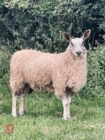2 BLUE FACE LEICESTER X ROUGE EWE LAMBS BIDS PER LIFE
