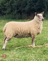 2 BLUE FACE LEICESTER X ROUGE EWE LAMBS BIDS PER LIFE - 2