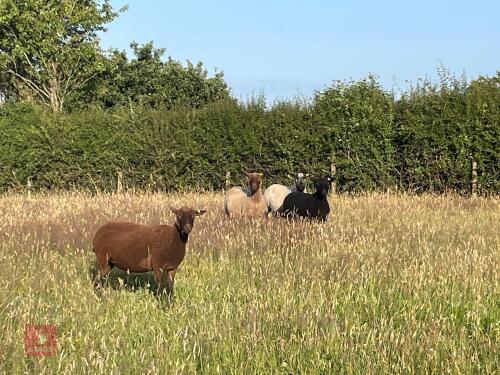4 PUREBRED SHETLAND SHEARLING EWES BIDS PER LIFE