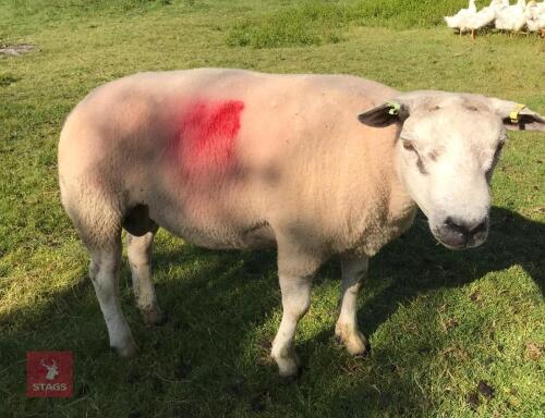 1YO BELTEX X BLUE TEXEL RAM LAMB