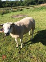 1YO BELTEX X BLUE TEXEL RAM LAMB - 3