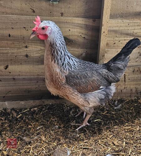 2 SILVER DUCKWING BIDS PER LIFE