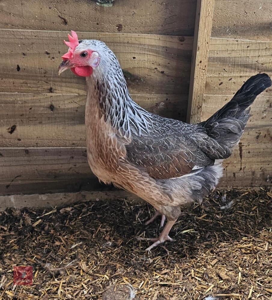 2 SILVER DUCKWING BIDS PER LIFE