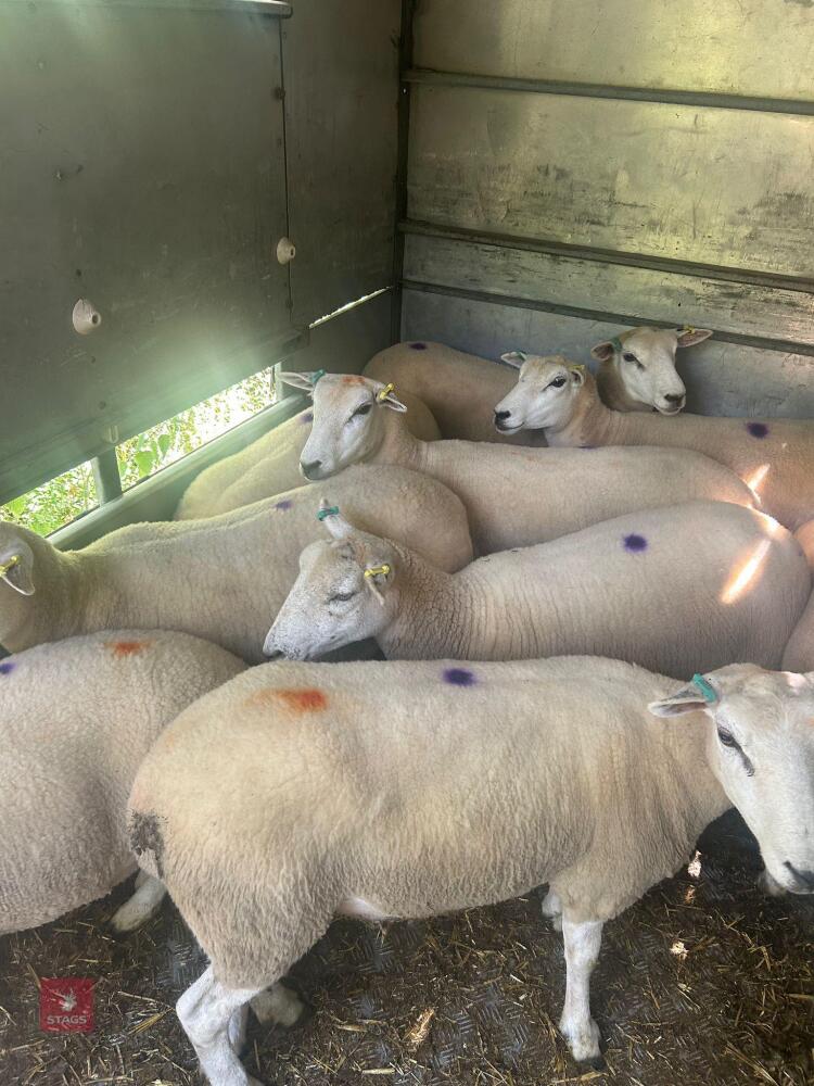 9 PEDIGREE LLEYN EWES BIDS PER LIFE