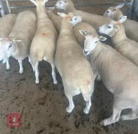 9 PEDIGREE LLEYN EWES BIDS PER LIFE - 2