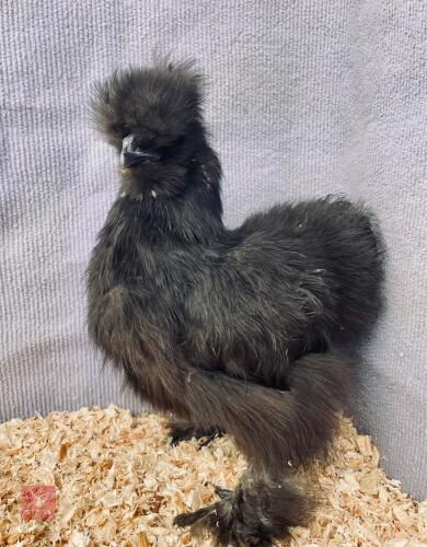BLACK BEARDED SILKIE PULLET