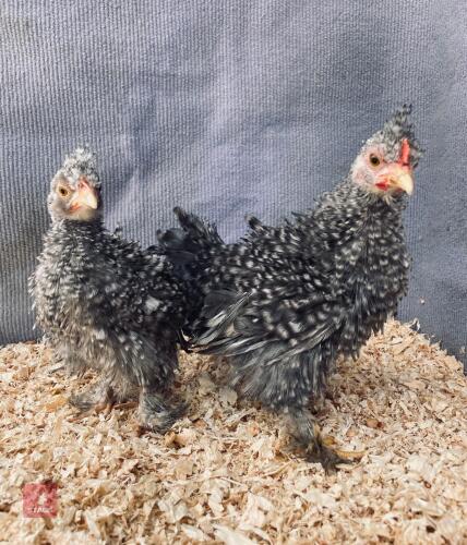 PAIR OF FRIZZLE PEKIN X CHICKS BIDS PER LIFE