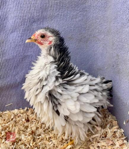 COLUMBIAN FRIZZLE PEKIN PULLET