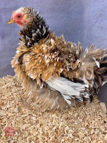 MILLEFLEUR FRIZZLE PEKIN PULLET