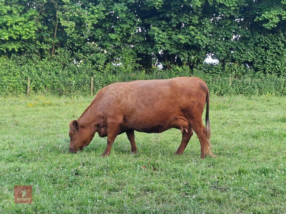 4YO JERSEY X HIGHLAND COW & CALF AT FOOT BIDS FOR THE PAIR