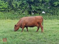4YO JERSEY X HIGHLAND COW & CALF AT FOOT BIDS FOR THE PAIR