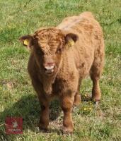 4YO JERSEY X HIGHLAND COW & CALF AT FOOT BIDS FOR THE PAIR - 2