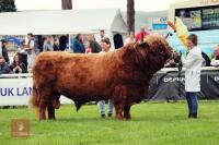 4YO JERSEY X HIGHLAND COW & CALF AT FOOT BIDS FOR THE PAIR - 3
