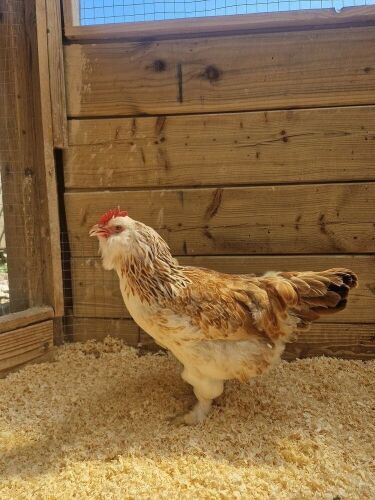 2 LARGE FOWL FAVEROLLE HENS BIDS PER LIFE