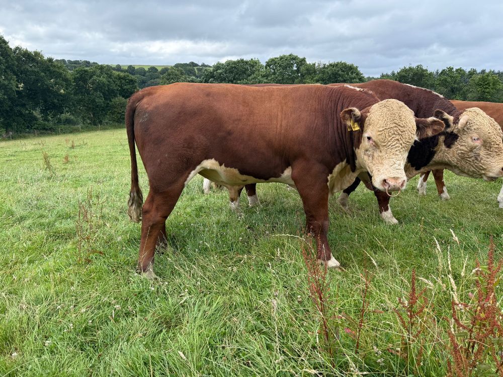 2YO PEDIGREE POLLED HEREFORD BULL