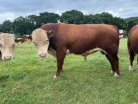 2YO PEDIGREE POLLED HEREFORD BULL - 2