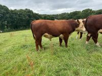 2YO PEDIGREE POLLED HEREFORD BULL - 4