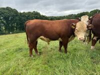 2YO PEDIGREE POLLED HEREFORD BULL - 5