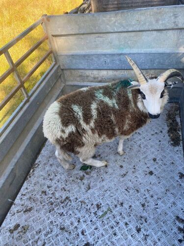 5MO JACOB RAM LAMB