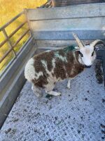 5MO JACOB RAM LAMB