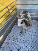 5MO JACOB RAM LAMB - 2