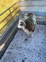 5MO JACOB RAM LAMB - 3