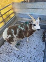 5MO JACOB RAM LAMB - 4