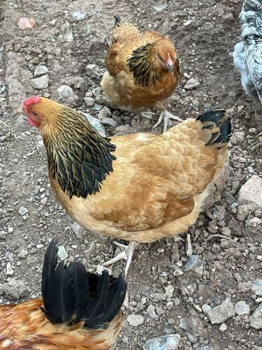 3 BUFF SUSSEX PULLETS BIDS PER LIFE