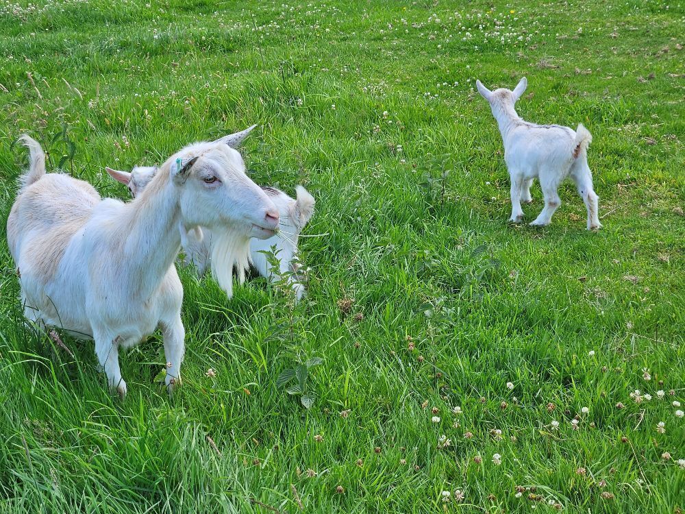 1 PYGMY NANNY & 2 KIDS BIDS FOR THE GROUP