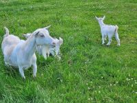 1 PYGMY NANNY & 2 KIDS BIDS FOR THE GROUP