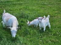 1 PYGMY NANNY & 2 KIDS BIDS FOR THE GROUP - 3
