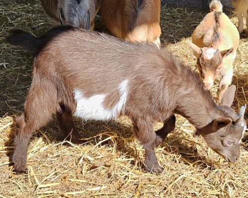 4MO CASTRATED PYGMY GOAT