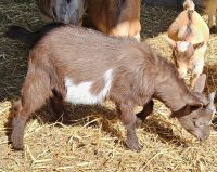 4MO CASTRATED PYGMY GOAT