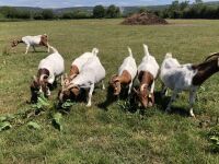 7 BOER NANNY GOATS BIDS PER LIFE