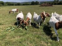 7 BOER NANNY GOATS BIDS PER LIFE - 2