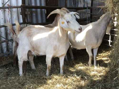 3 GOLDEN CASHMERE NANNY GOATS BIDS PER LIFE