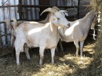 3 GOLDEN CASHMERE NANNY GOATS BIDS PER LIFE