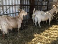 3 GOLDEN CASHMERE NANNY GOATS BIDS PER LIFE - 2