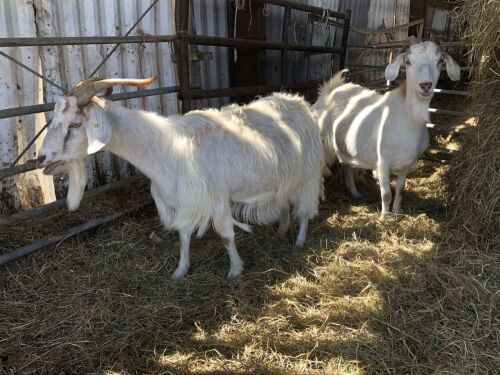 2 CASHMERE NANNY GOATS BIDS PER LIFE