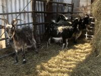 4 BLACK CASHMERE NANNY GOATS BIDS PER LIFE