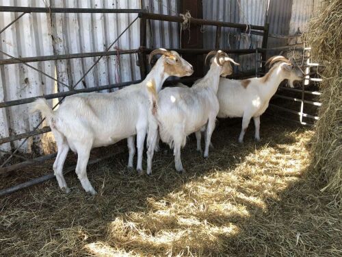 3 BOER NANNY GOATS BIDS PER LIFE