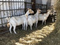 3 BOER NANNY GOATS BIDS PER LIFE