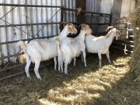 3 BOER NANNY GOATS BIDS PER LIFE - 2