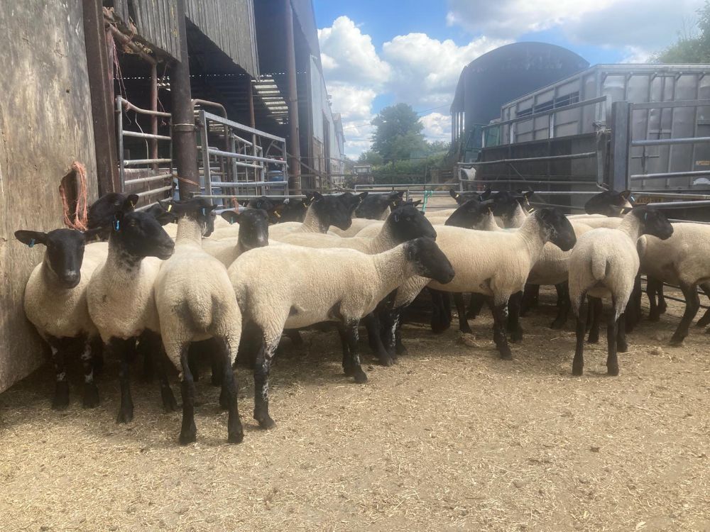 30 X 2T SUFFOLK X NORTH COUNTRY MULES BIDS PER LIFE