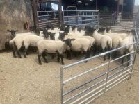 30 X 2T SUFFOLK X NORTH COUNTRY MULES BIDS PER LIFE - 2